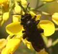 Andrena pilipes